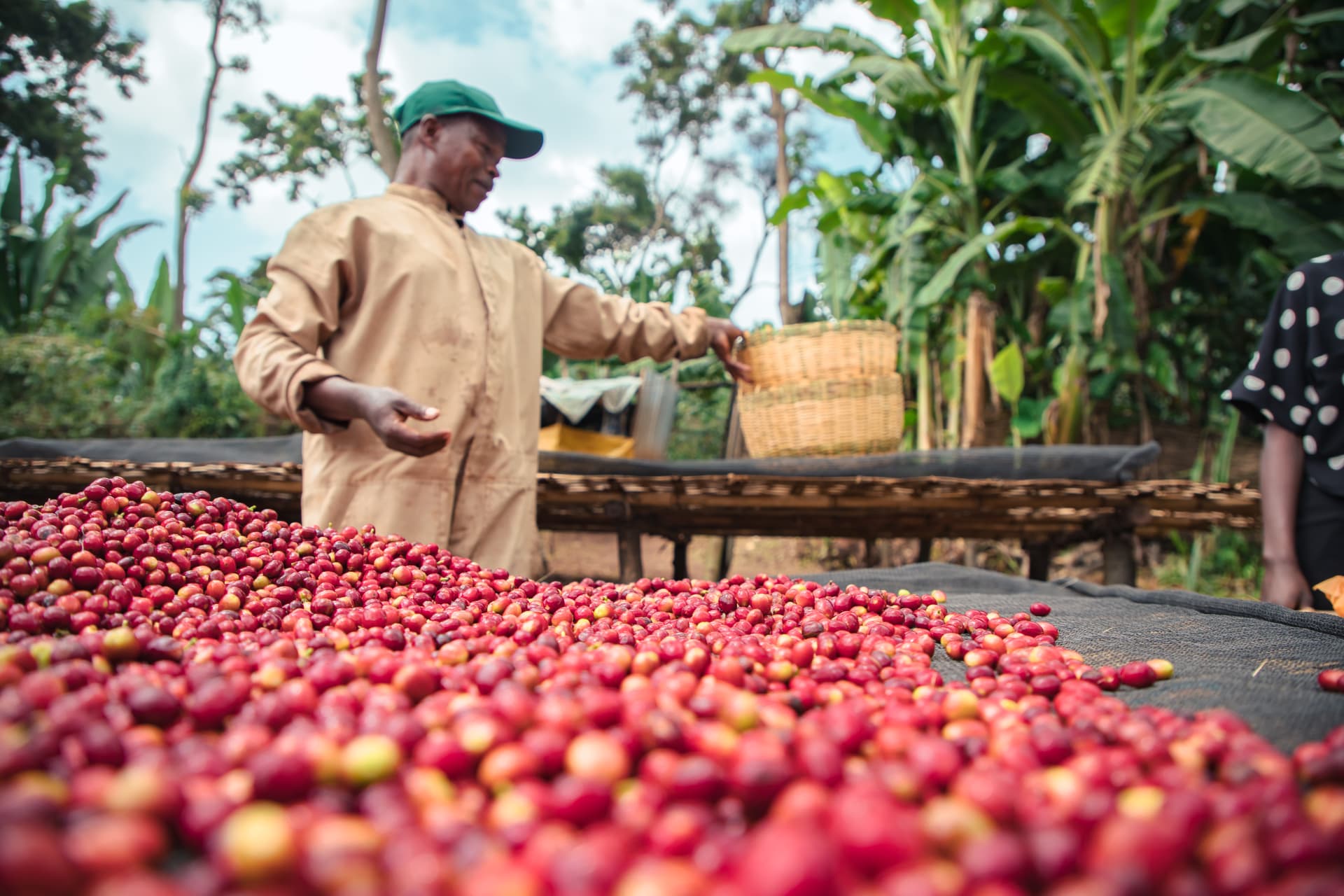 Ripe coffee cherries spread on raised drying beds at an Ethiopian coffee farm