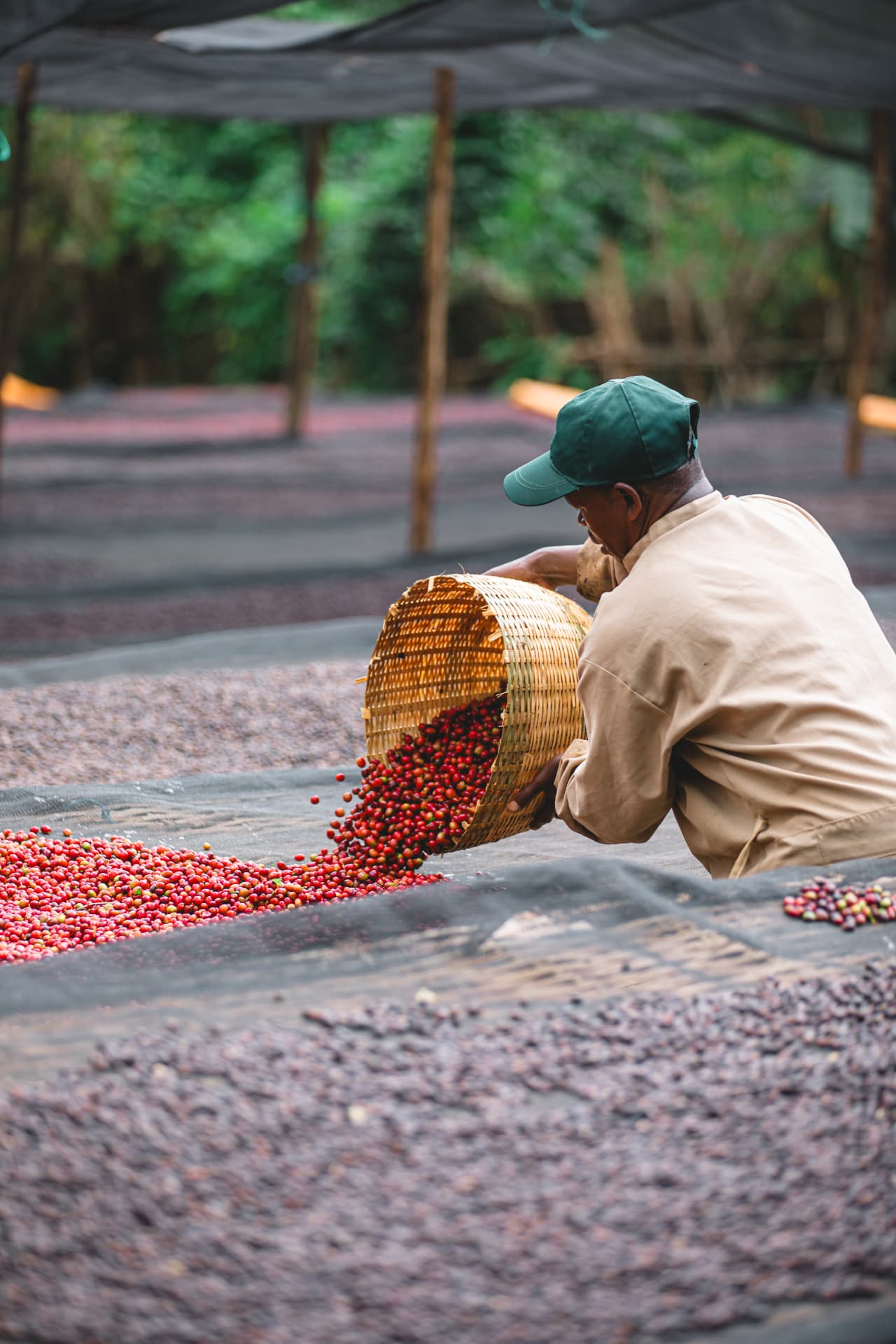 A grower emptying a basket of coffee cherries onto a raised drying bed